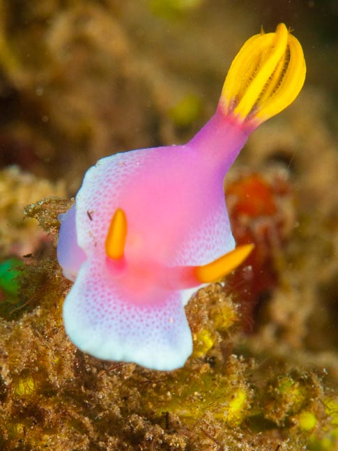 Giant hypselodoris - Katrin Point, Sulawesi, Indonesia