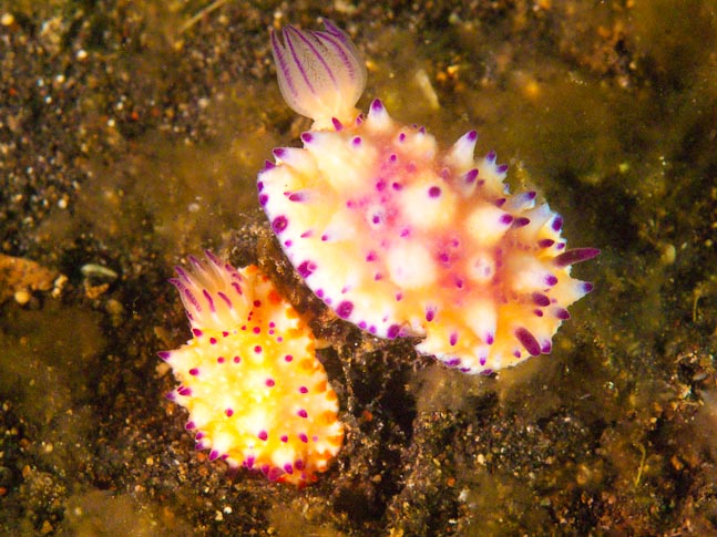 Mexichromis - Air Parang, Sulawesi, Indonesia