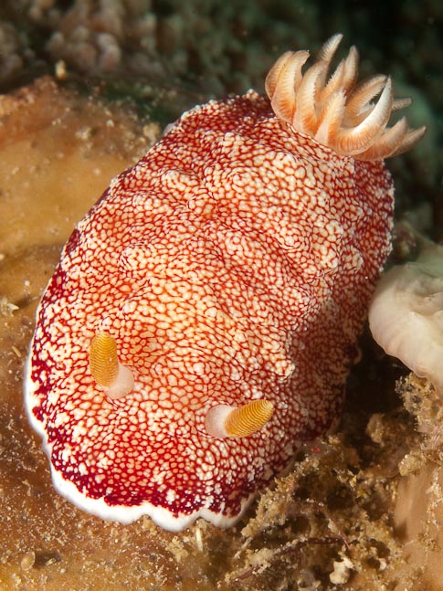 Red-netted Chromodoris - Mokotamba, Sulawesi, Indonesia