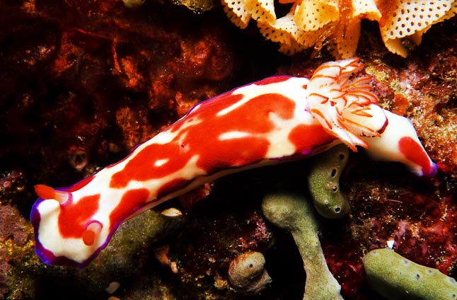 Chromodoris spp - Rottnest, WA