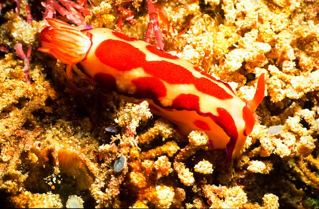 Chromodoris spp - Rottnest, WA
