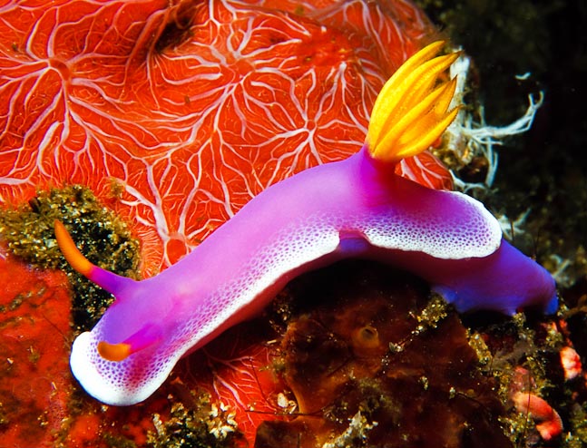 Giant Hypselodoris - Komodo, Indonesia