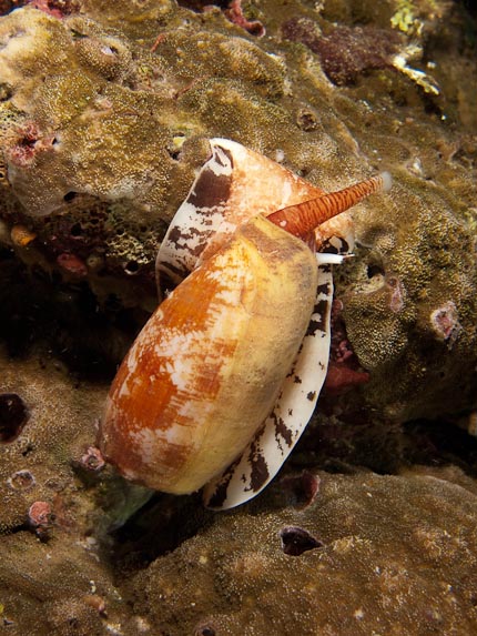 Cone Shell Hunting - Akes Reef, PNG