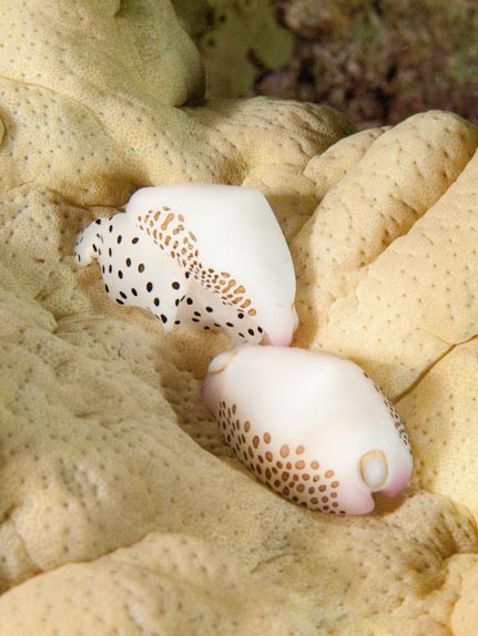 Egg Cowries - Akes Reef