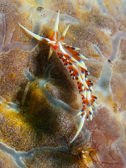 Ornate Trinchesia - Akes Reef, PNG