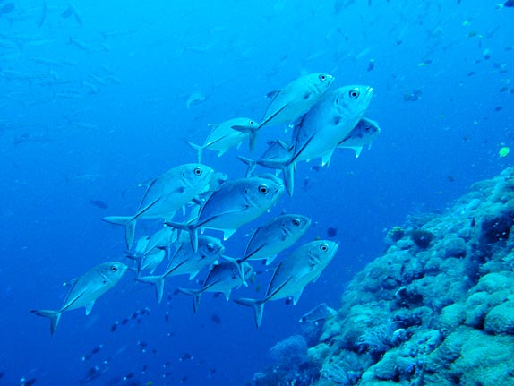 'Jacks' - Janes Gulley, PNG