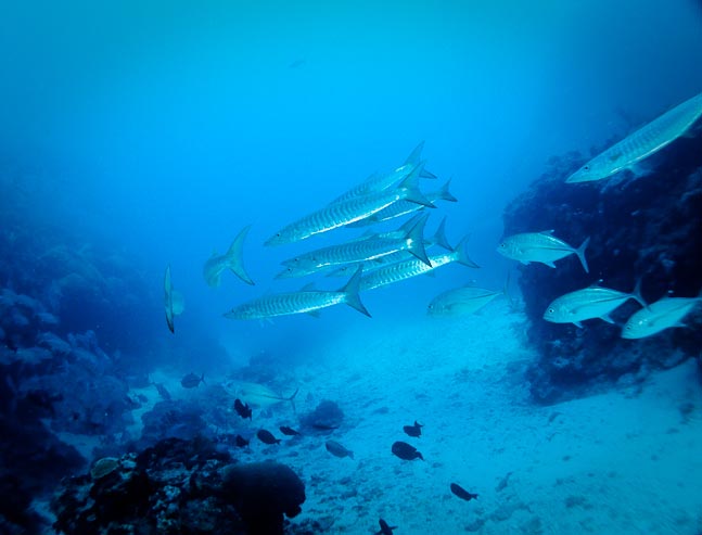'Chevron Barracuda' - Cod Hole, Rowley Shoals, WA