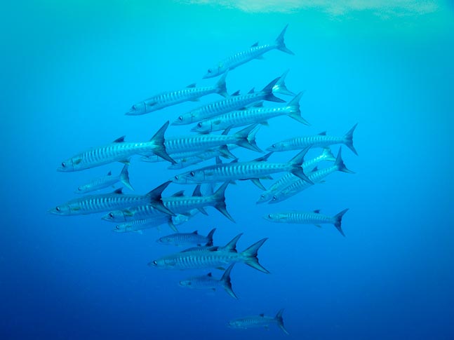 'Chevron Barracuda' - Janes Gulley, PNG