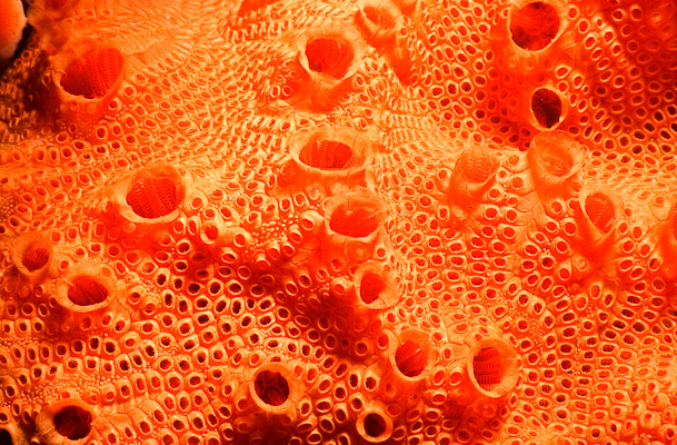 Compound Ascidian