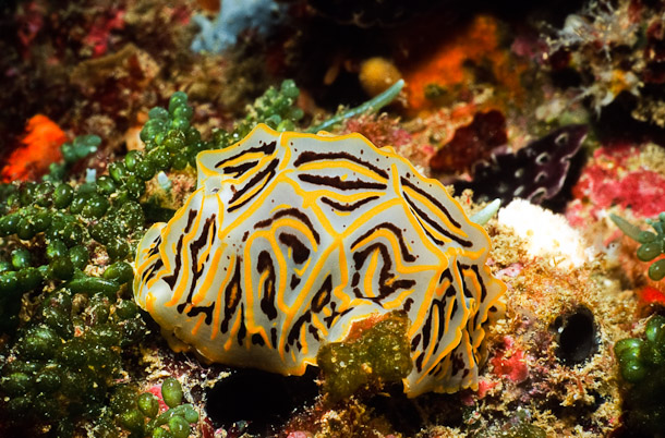 Halgerda Nudibranch