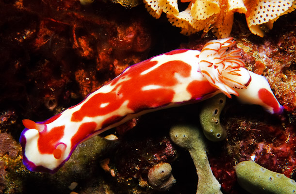 Chromodoris spp Nudibranch