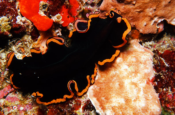 Flatworm