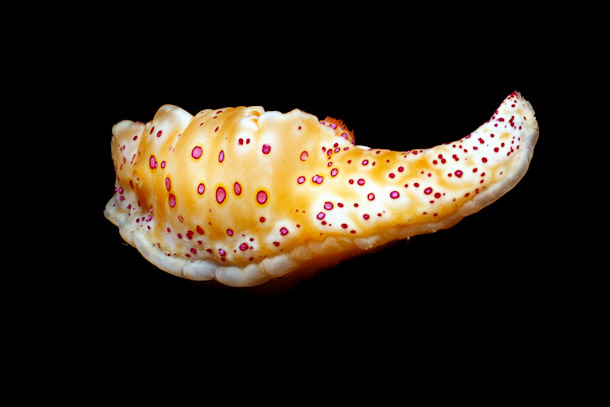 Short-tailed Ceratosoma Nudibranch