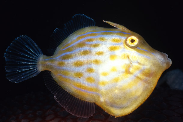 Juvenile Leatherjacket
