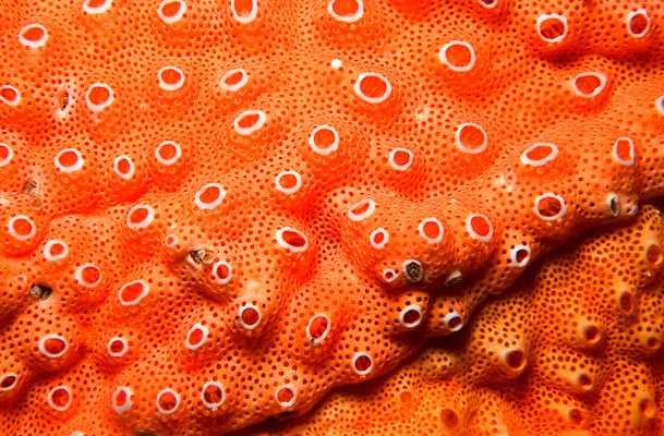 Compound Ascidian