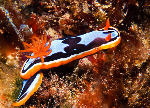 Chromodoris Westraliensis Nudibranch