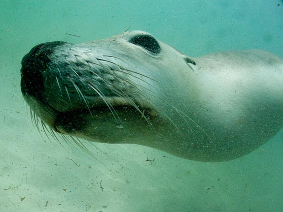 Sealion and Particles