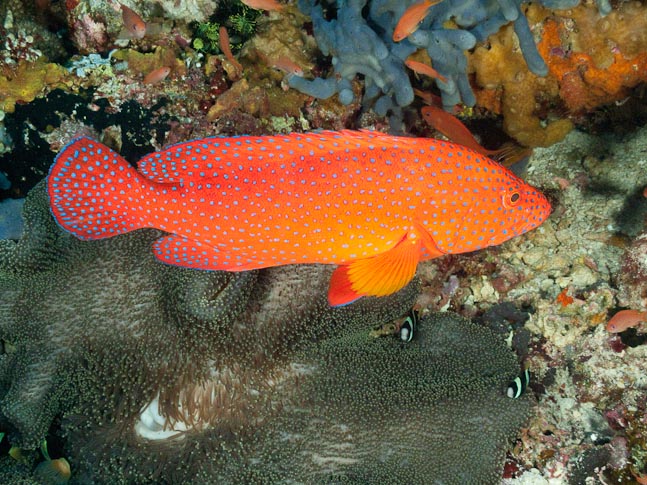 Coral grouper at Tawar Besar, Indonesia
