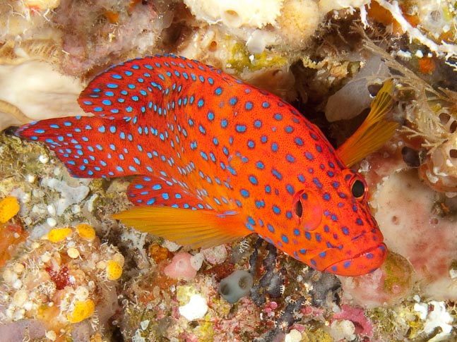 Coral Grouper - Lekuan I, Sulawesi, Indonesia