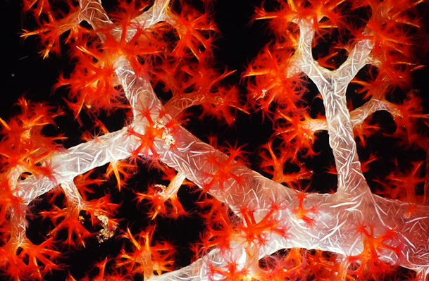 Soft Coral - Fujikawa Maru at Night