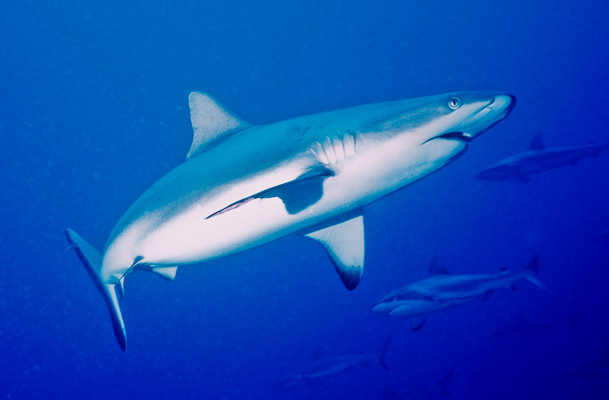 Grey Reef Shark at Pizion Reef