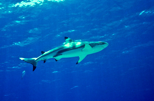 Blacktip Reef Shark - Pizion Reef