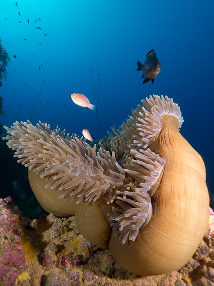 Sea Anemone - Fujikawa Maru