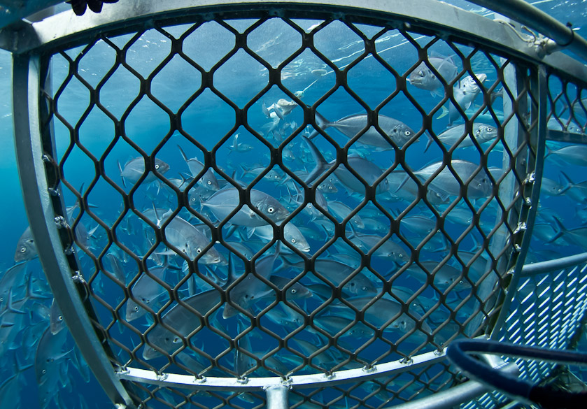 Cage with pesky trevally - South Neptune Islands