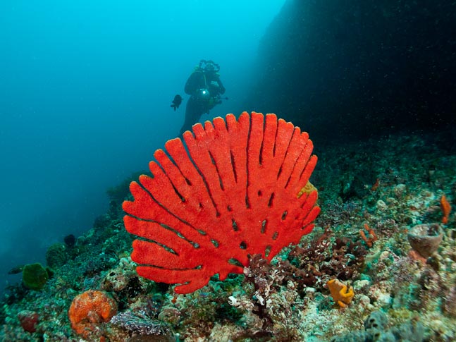 Sponge and Diver - West Parker Point Wall, Rottnest, WA