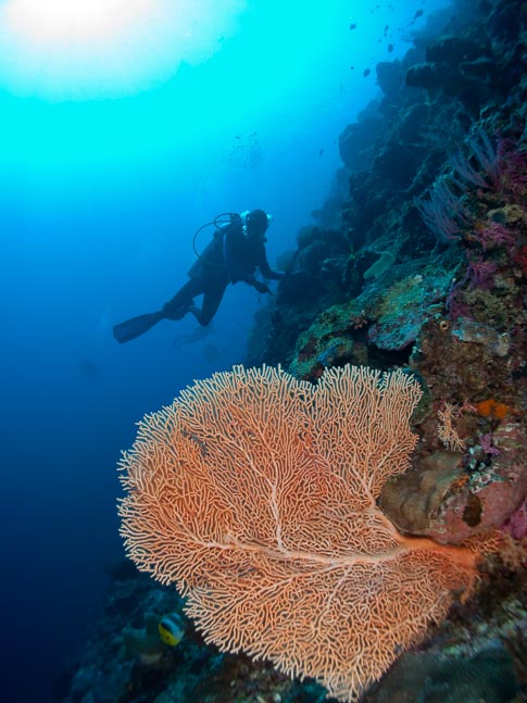 Seafan and Diver - Timor Buro, Sulawesi, Indonesia