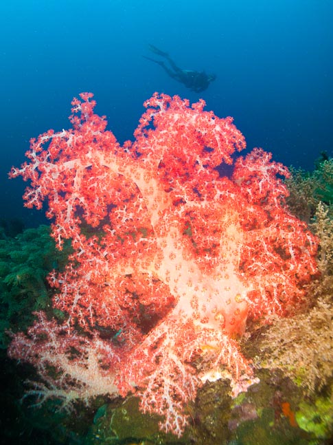 Soft Coral - Kirsty Janes Reef, PNG