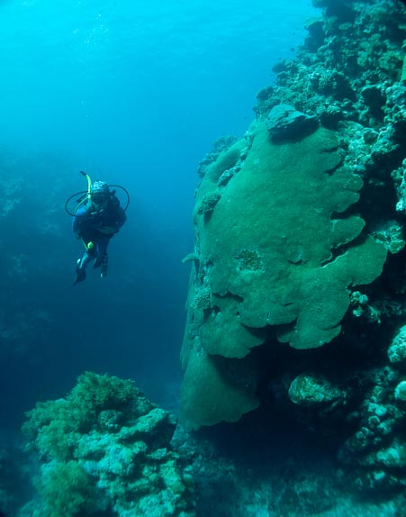 Sheets of coral with Pearl as scale at V-in-the-Wall, Mermaid Reef
