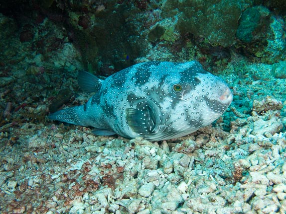 Star Pufferfish (Arothron stellatus) at Wet Spot, Mermaid Reef