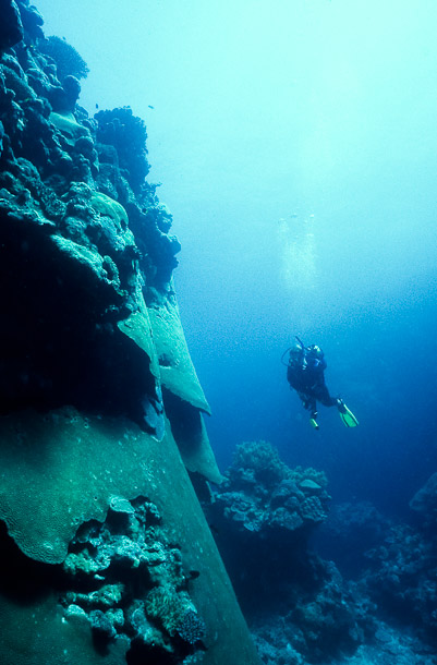 Sheets of Coral