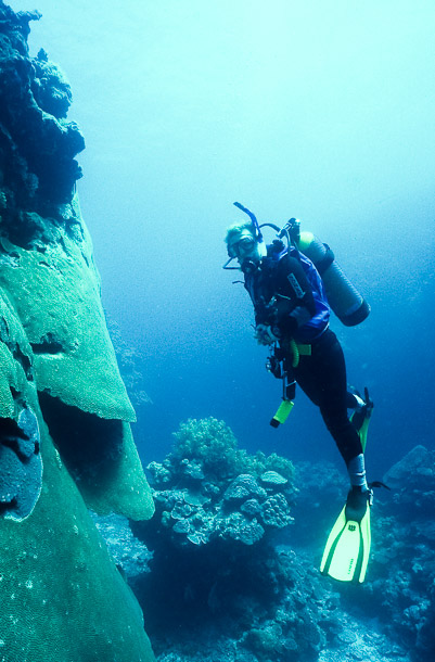 Hazel and Coral Wall