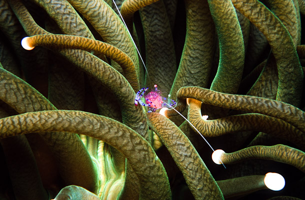 Commensal Periclimenes shrimp in sea anemone - Florida Is