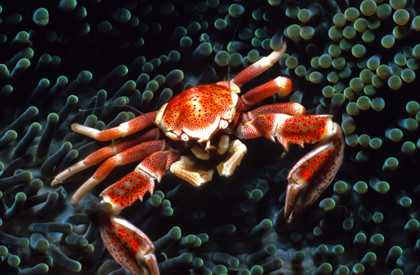 Porcellain crab in sea anemone - Bat Cave, Marulaon